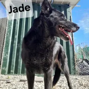 Jade