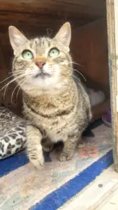 Bastet