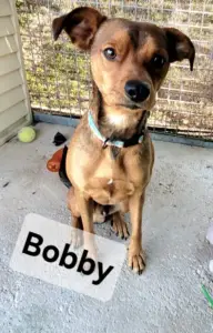 Bobby.