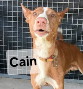 Cain