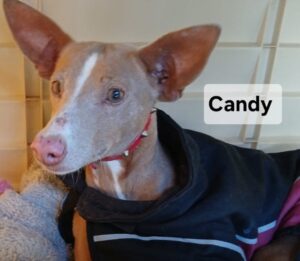Candy