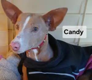 Candy.