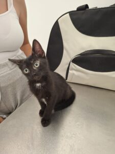 Coco