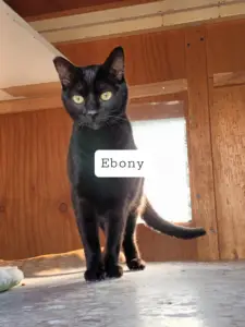Ebony
