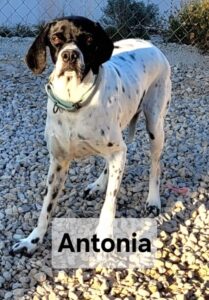 Antonia