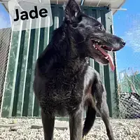 Jade