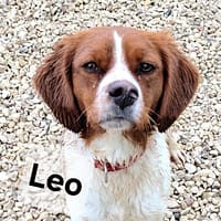 Leo