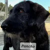 Pancho