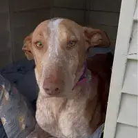 Rosie