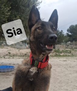 Sia