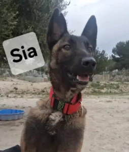 Sia