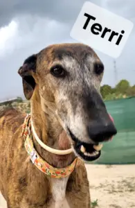 Terri