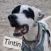 Tintin