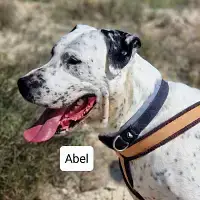 Abel