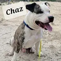 Chaz