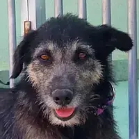 Estrella