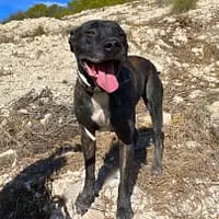 gaspar