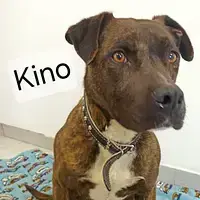 Kino