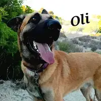 Oli
